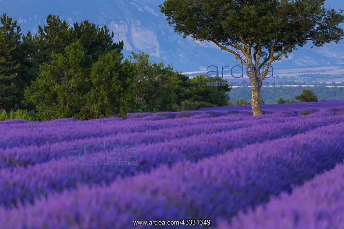 : Lavender (lavandin) Fields, Valensole Plateau, Alpes : Lavender (lavandin) Fields, Valensole Plateau, Alpes