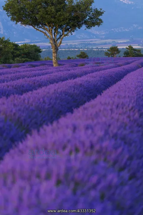 : Lavender (lavandin) Fields, Valensole Plateau, Alpes : Lavender (lavandin) Fields, Valensole Plateau, Alpes