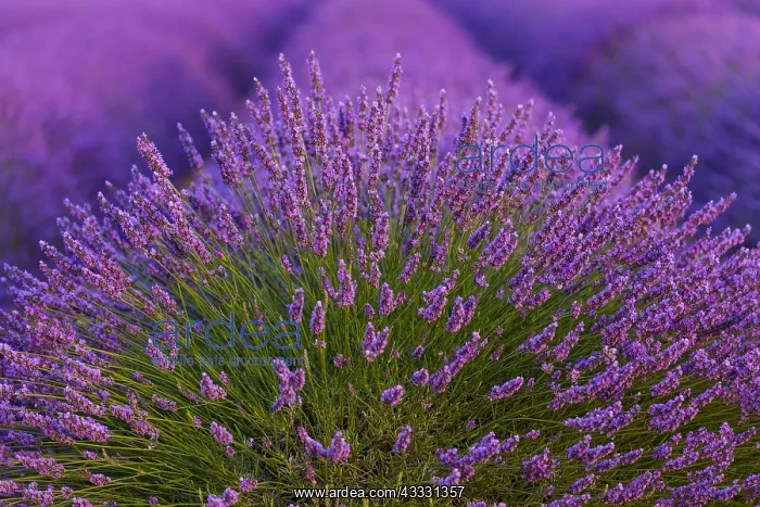 : Lavender (lavandin) Fields, Valensole Plateau, Alpes : Lavender (lavandin) Fields, Valensole Plateau, Alpes