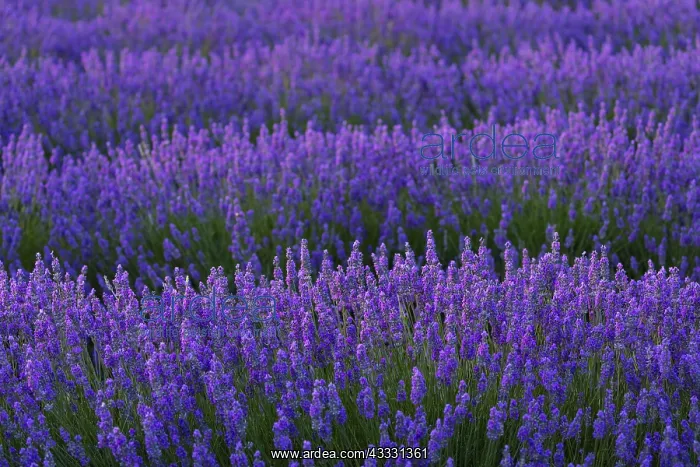 : Lavender (lavandin) Fields, Valensole Plateau, Alpes : Lavender (lavandin) Fields, Valensole Plateau, Alpes