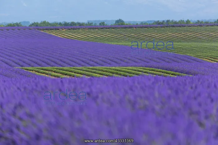 : Lavender (lavandin) Fields, Valensole Plateau, Alpes : Lavender (lavandin) Fields, Valensole Plateau, Alpes