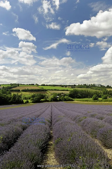 : Lavender, Lavandula angustifolia, A field with furrows : Lavender, Lavandula angustifolia, A field with furrows