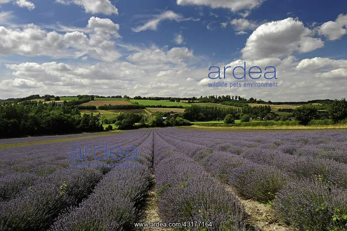  : Lavender, Lavandula angustifolia, A field with furrows