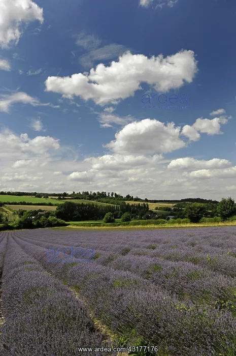 : Lavender, Lavandula angustifolia, A field with furrows : Lavender, Lavandula angustifolia, A field with furrows
