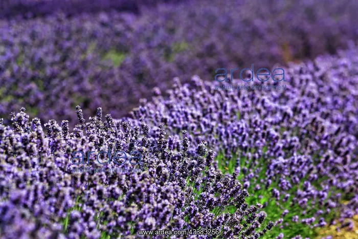 : Lavender (Lavandula angustifolia) flower, lavender : Lavender (Lavandula angustifolia) flower, lavender