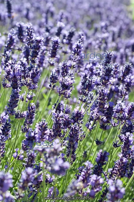 : Lavender, Lavandula angustifolia, Side view of a : Lavender, Lavandula angustifolia, Side view of a