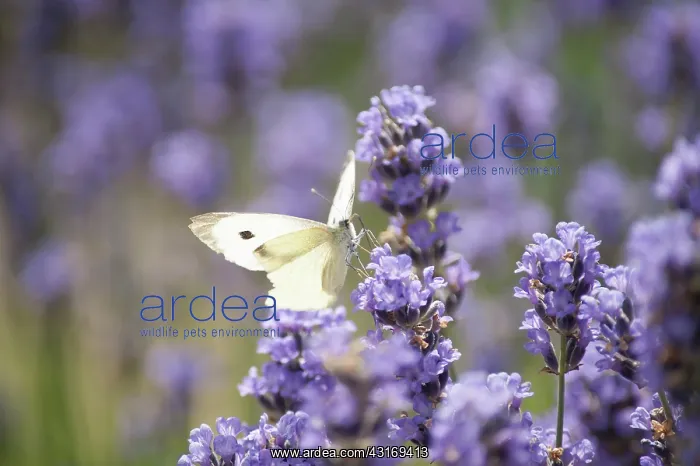 : Lavender, Lavandula augustifolia. Spikes of small : Lavender, Lavandula augustifolia. Spikes of small