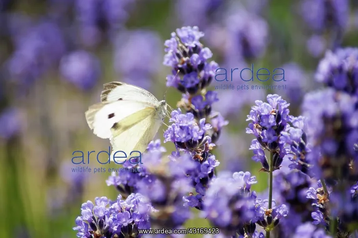 : Lavender, Lavandula augustifolia. Spikes of small : Lavender, Lavandula augustifolia. Spikes of small