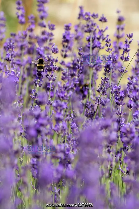 : Lavender, Lavandula cultivar, Purple subject : Lavender, Lavandula cultivar, Purple subject