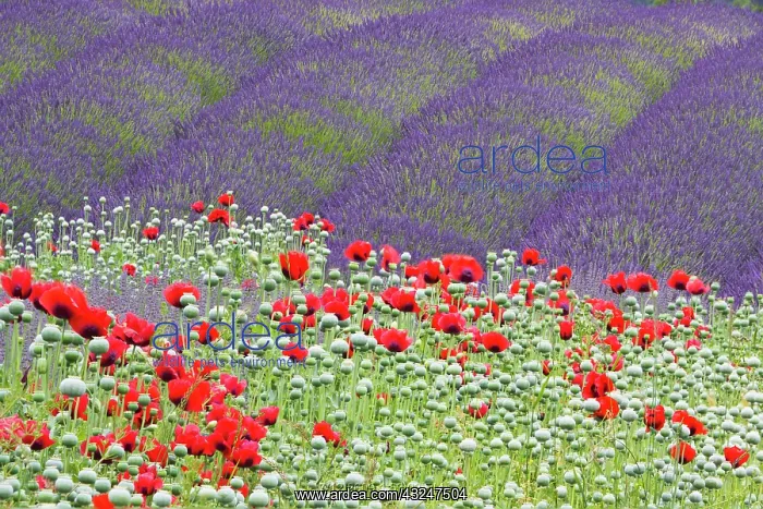: Lavender (Lavandula) fields and Poppies : Lavender (Lavandula) fields and Poppies