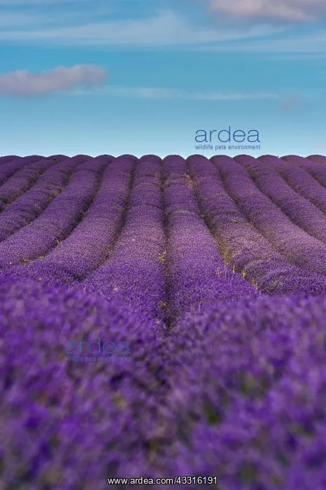 : Lavender (Lavandula), Flowers in a Field, Garden : Lavender (Lavandula), Flowers in a Field, Garden