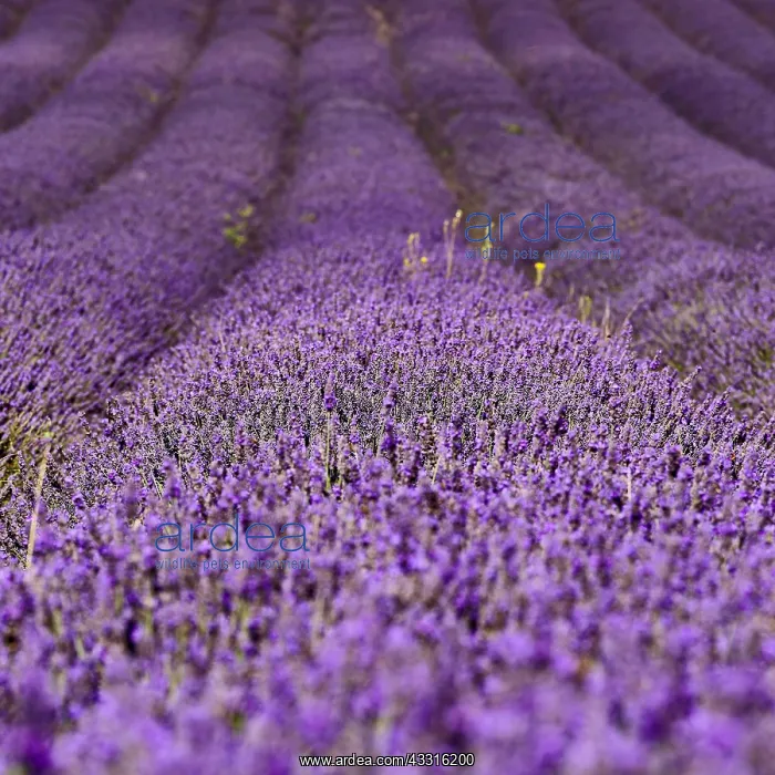: Lavender (Lavandula), Flowers in a Field, Garden : Lavender (Lavandula), Flowers in a Field, Garden