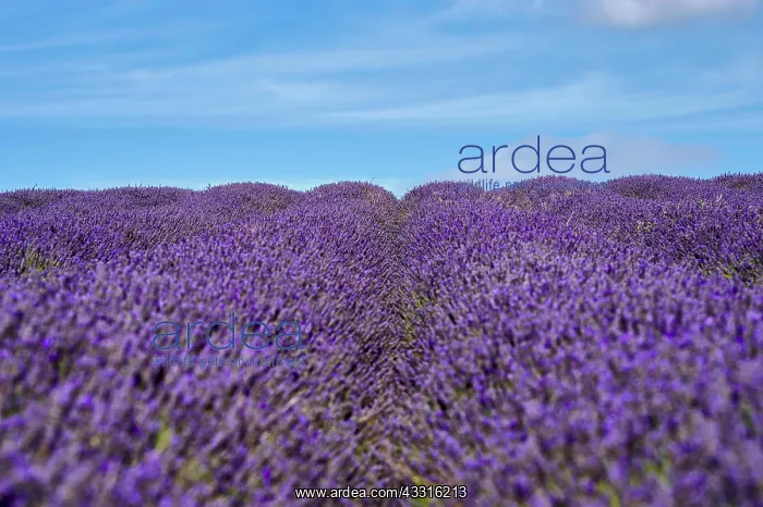 : Lavender (Lavandula), Flowers in a Field, Garden