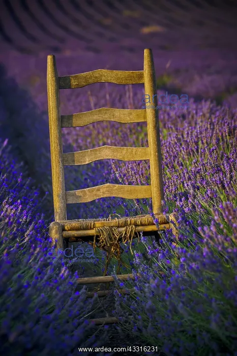 : Lavender (Lavandula), Garden Plant, Aromatic, Wooden : Lavender (Lavandula), Garden Plant, Aromatic, Wooden