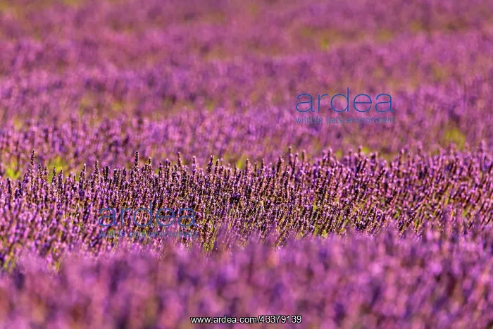 : Lavender (Lavandula), lavender field near Banon : Lavender (Lavandula), lavender field near Banon