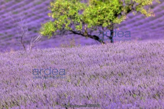 : Lavender (Lavandula), lavender field near Banon : Lavender (Lavandula), lavender field near Banon