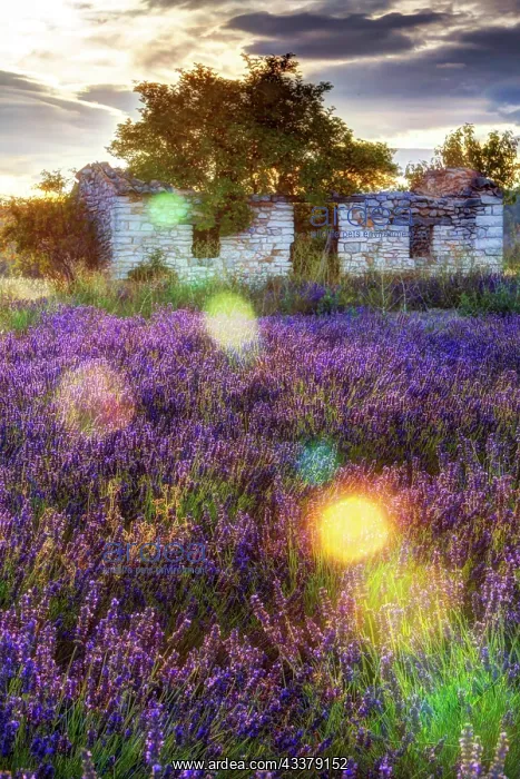 : Lavender (Lavandula), lavender field near Sault : Lavender (Lavandula), lavender field near Sault