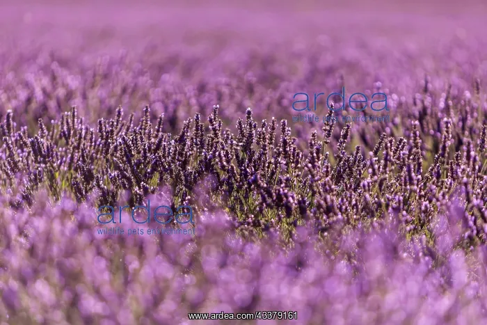  : Lavender (Lavandula), lavender field near Sault
