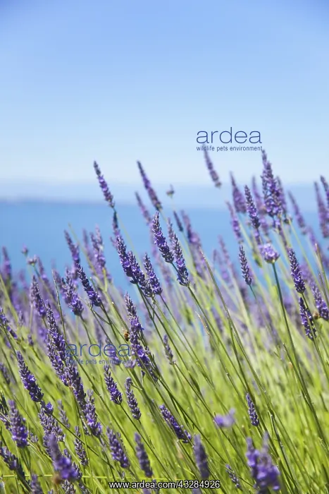 : Lavender, Lavandula, Side view of mauve coloured : Lavender, Lavandula, Side view of mauve coloured