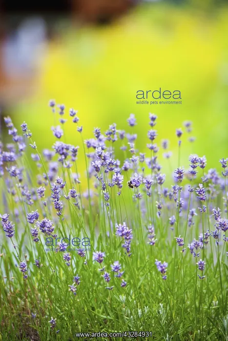 : Lavender, Lavandula, Side view of mauve coloured : Lavender, Lavandula, Side view of mauve coloured