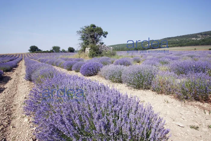 : Lavender - mass being cultivated : Lavender - mass being cultivated