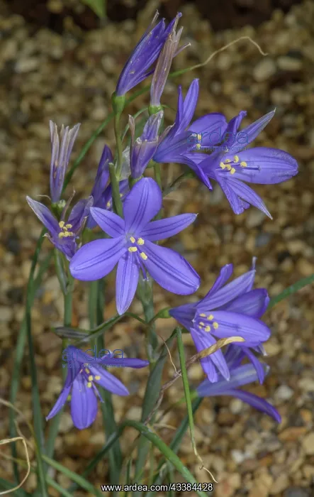 : Lavender mountain lily, Ixiolirion tataricum in : Lavender mountain lily, Ixiolirion tataricum in