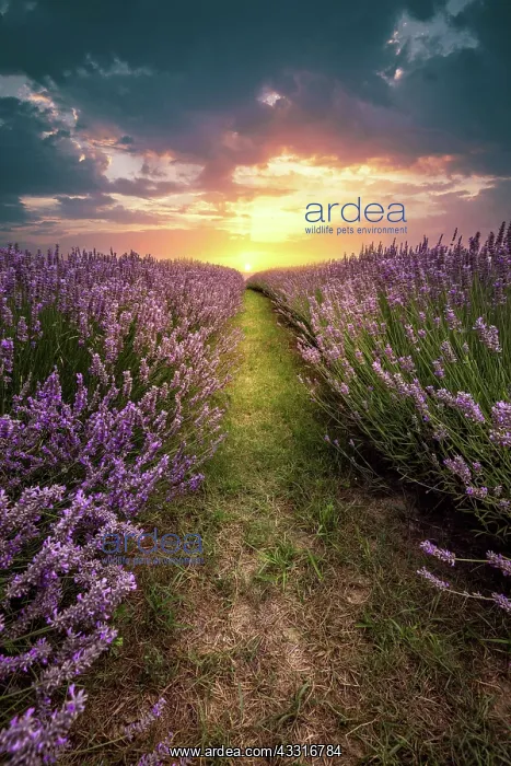  : Lavender, purple blossom, lavender field, medicinal