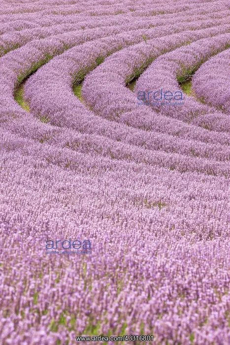 : Lavender, purple flower, lavender field, medicinal : Lavender, purple flower, lavender field, medicinal