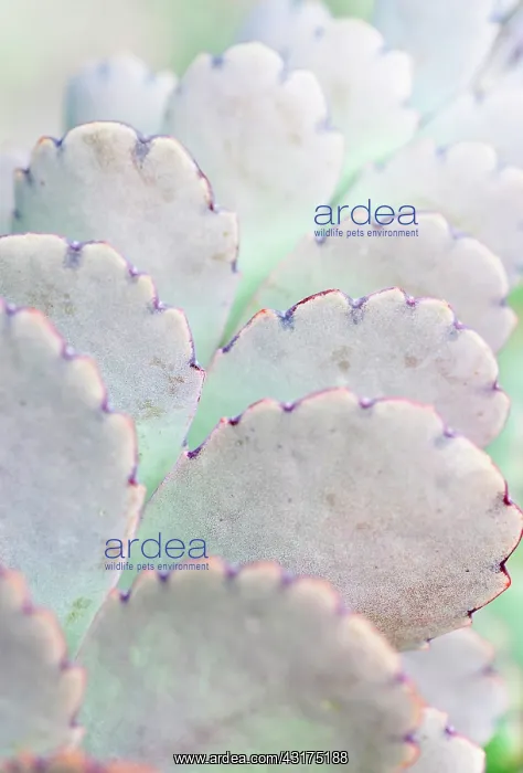 : Lavender scallops, Bryophyllum fedtschenkoi, close up showin : Lavender scallops, Bryophyllum fedtschenkoi, close up showin
