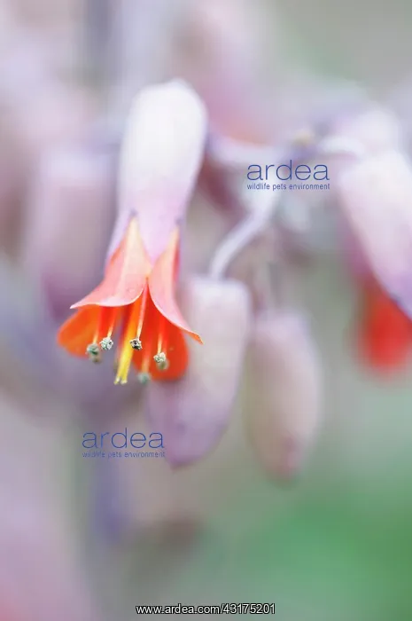 : Lavender scallops, Bryophyllum fedtschenkoi, orange coloured : Lavender scallops, Bryophyllum fedtschenkoi, orange coloured