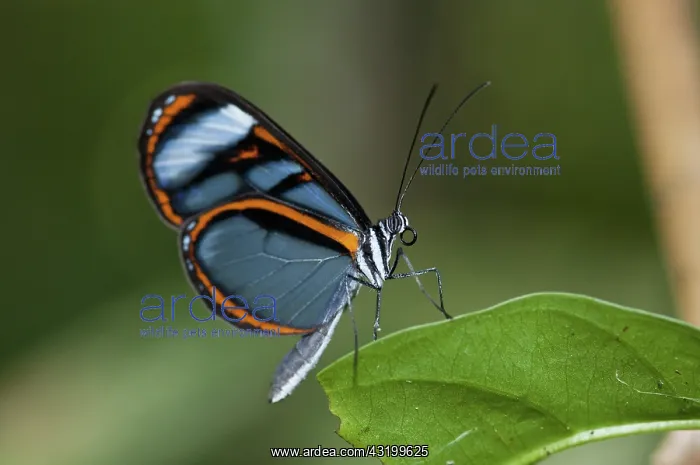 : Lavinia glasswing : Lavinia glasswing