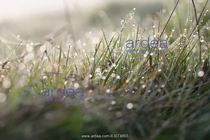 : Lawn, Grass : Lawn, Grass