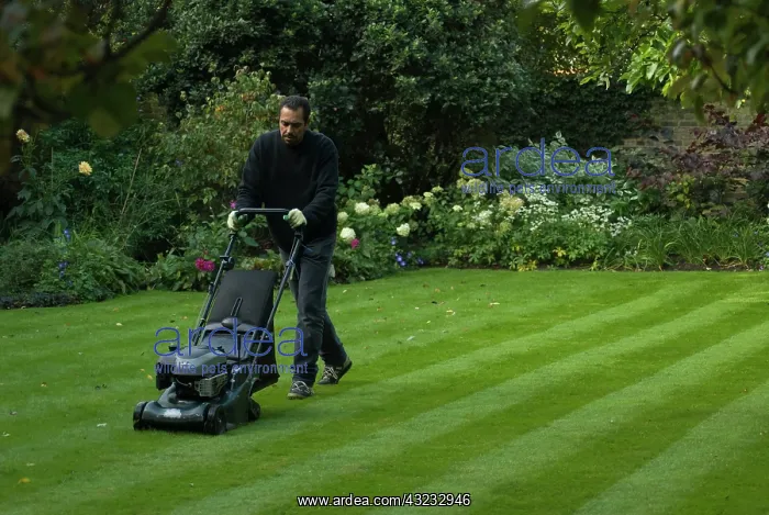 : Lawn, Grass : Lawn, Grass