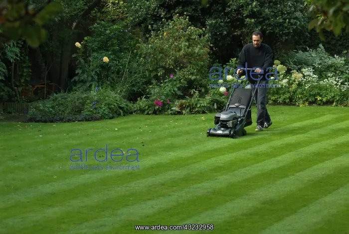 : Lawn, Grass : Lawn, Grass
