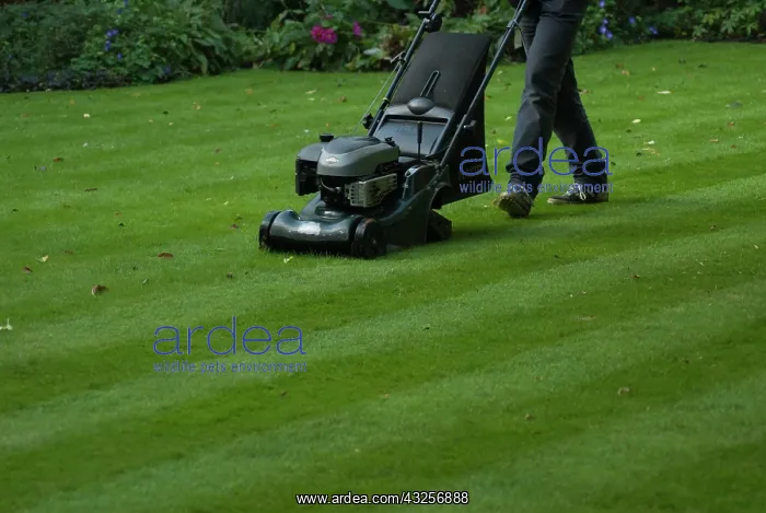 : Lawn, Grass : Lawn, Grass