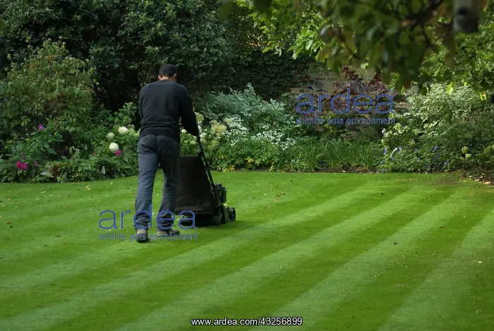: Lawn, Grass : Lawn, Grass