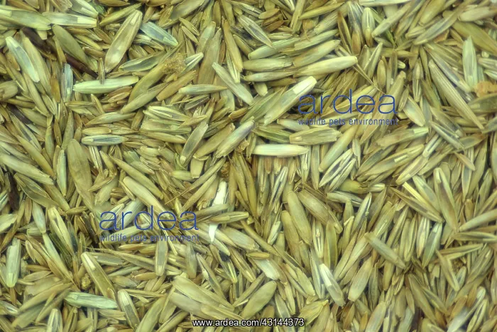 : Lawn Grass Seed Mix : Lawn Grass Seed Mix