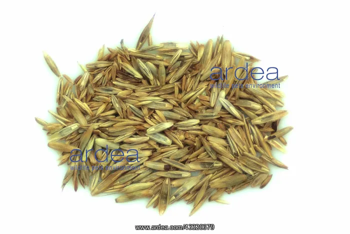 : Lawn Grass Seed Mix : Lawn Grass Seed Mix