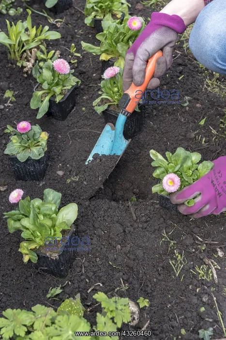 : Lawndaisy (Bellis perennis) plantation in a massif : Lawndaisy (Bellis perennis) plantation in a massif