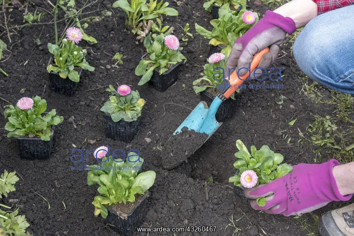 : Lawndaisy (Bellis perennis) plantation in a massif : Lawndaisy (Bellis perennis) plantation in a massif