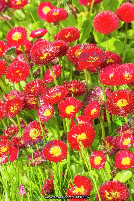 : Lawndaisy Super Pompon Red, Bellis perennis Super : Lawndaisy Super Pompon Red, Bellis perennis Super