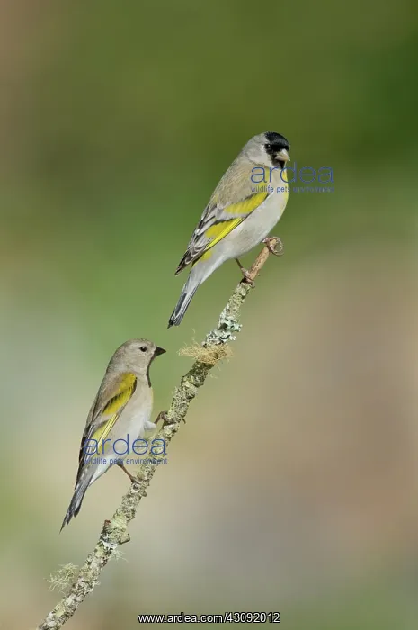: Lawrence Goldfinch Pair on branch : Lawrence Goldfinch Pair on branch