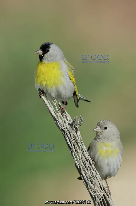 : Lawrence's Goldfinch Pair on perch : Lawrence's Goldfinch Pair on perch