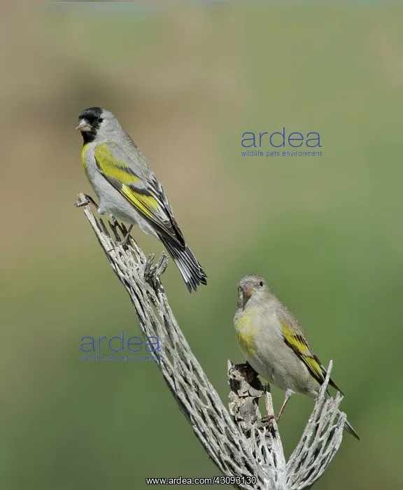 : Lawrence's Goldfinch pair perched : Lawrence's Goldfinch pair perched