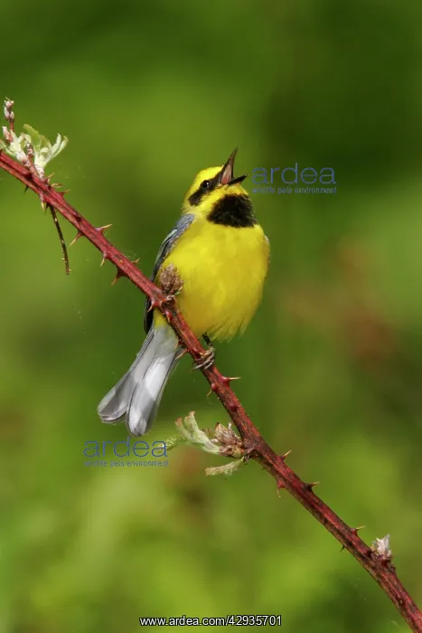 : Lawrence's Warbler - Hybrid between Blue-winged : Lawrence's Warbler - Hybrid between Blue-winged