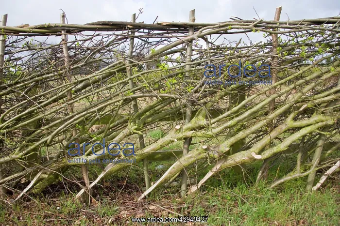 : Layered hedge - recently done - side view : Layered hedge - recently done - side view