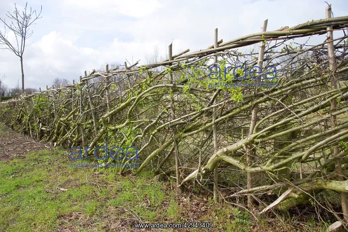  : Layered hedge - recently done - view along hedge