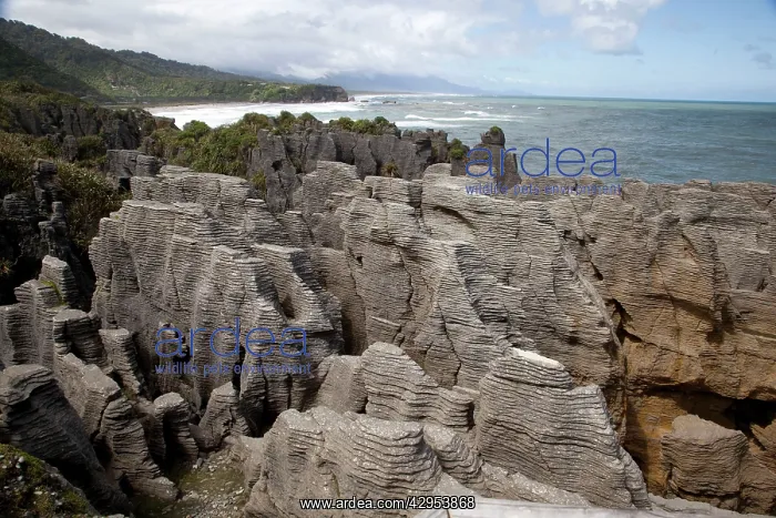 : Layered Limestone - Punakaiki : Layered Limestone - Punakaiki