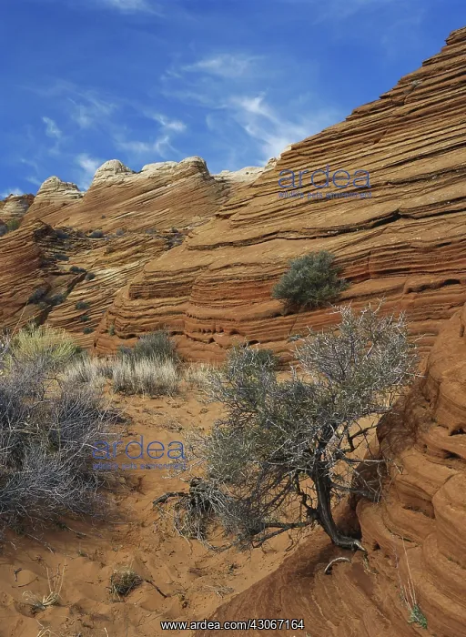 : Layered Sandstone : Layered Sandstone