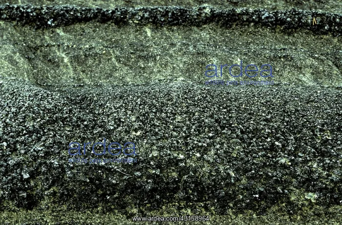 : Layered ultramafic, Duke Island, Alaska : Layered ultramafic, Duke Island, Alaska